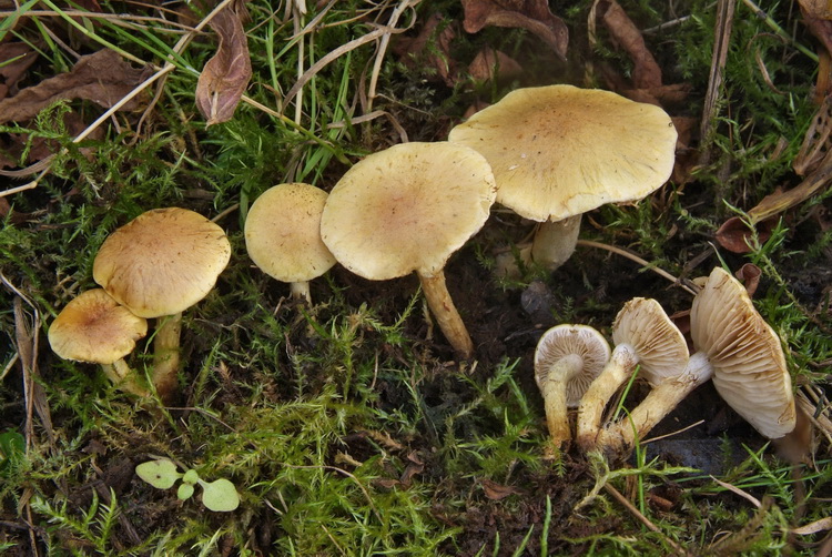 Stoffige bundelzwam - Pholiota conissans